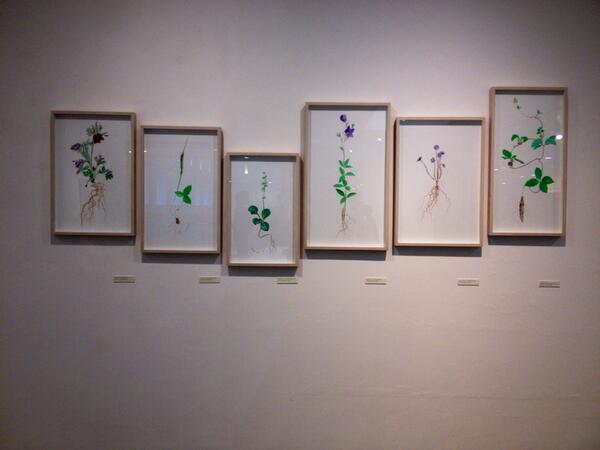 heayoun's tweet photo. 아름다운 꽃 세밀화와 꽃의 흔적들 '우리의 숲 私達の森 윤봉선_요코야마 미에코 2인展' 5/12까지 @ 신세계갤러리 본점 http://t.co/NLOzZiH8EH