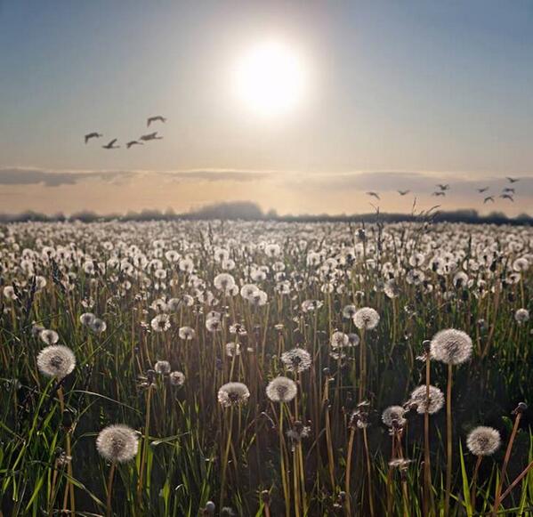 Gabriele_Corno tweet picture