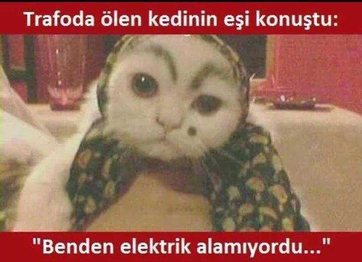 İnci Caps on Twitter "Trafoda ölen kedinin ailesiyle görüştük http//t