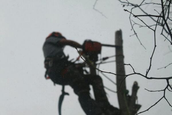 PorthmanTree's tweet photo. Sectioning down a sycamore with Daf Hewitt on the camera! 
#StickToTheRugby #Blues #TreeSurgery http://t.co/OUBfcHHnVs