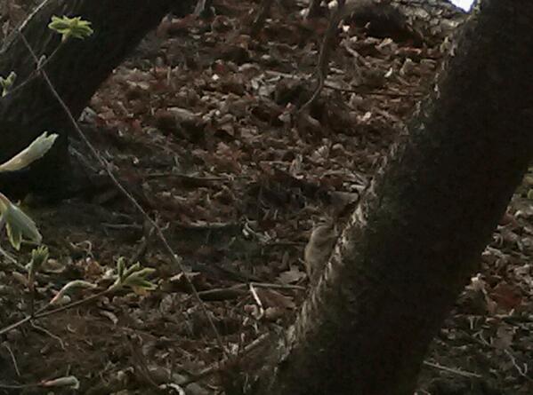 산속에서 다람쥐를 찾아서
찍었다.