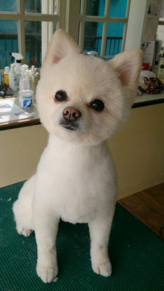 Twitterで話題 まん丸な目をしたポメラニアン俊介君の魅力に迫ろう 犬の総合情報サイト ペットスマイルニュースforワンちゃん