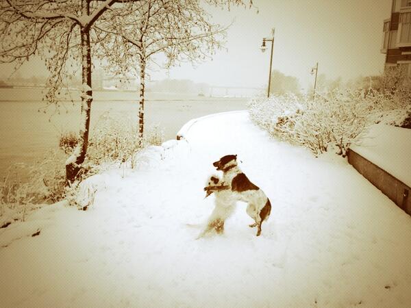 KarenJRussell's tweet photo. @KimberlyDaum  #TrueLove #epic #snowday #PabloTheDog #goodtimes http://t.co/WOHWKp03Ll
