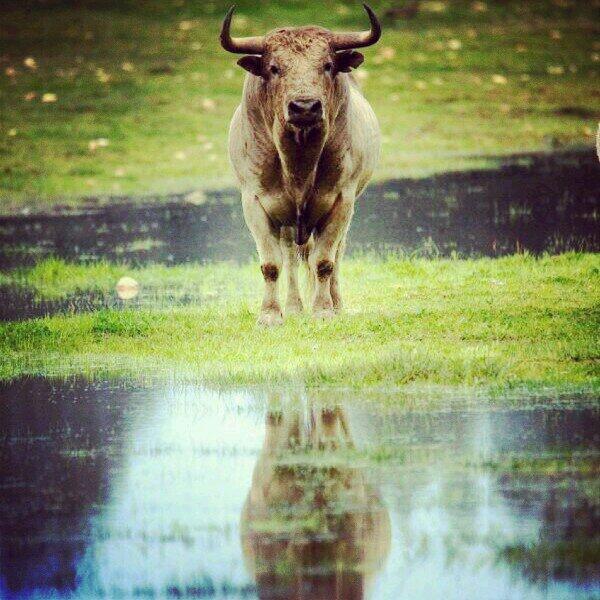 El rincón del toro tweet media