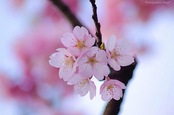 Gabriele_Corno's tweet photo. A magical smile by tukino0806 #Spring #Sakura http://t.co/JhLtifrUkM