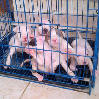 Yg minat,buruan di pesan