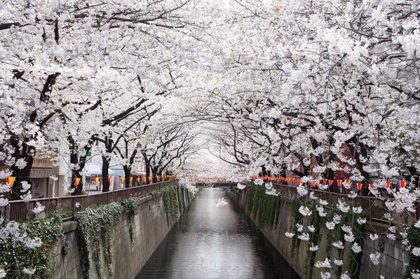 Gabriele_Corno's tweet image. Nakameguro Canal, Japan by Violet Blue #spring #sakura
