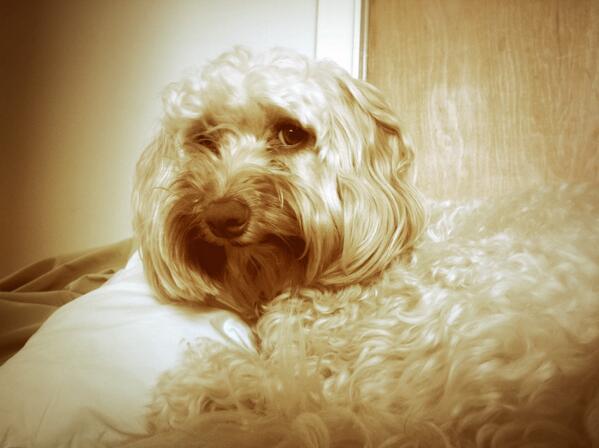 LucyCockapoo's tweet image. Ahhhhh. Aprés @colwickparkrun rest!