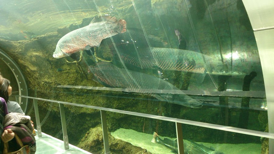 なかがわ水遊園 ピラルクーにカピバラ ザリガニグランプリも人気の水族館 とちのいち