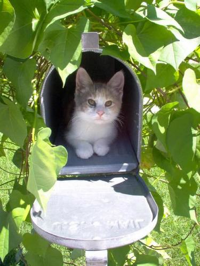 WhatTheFFacts's tweet photo. Belgium attempted to use cats to deliver mail in the late 1800's. It didn't work. http://t.co/7ylldM8O8E