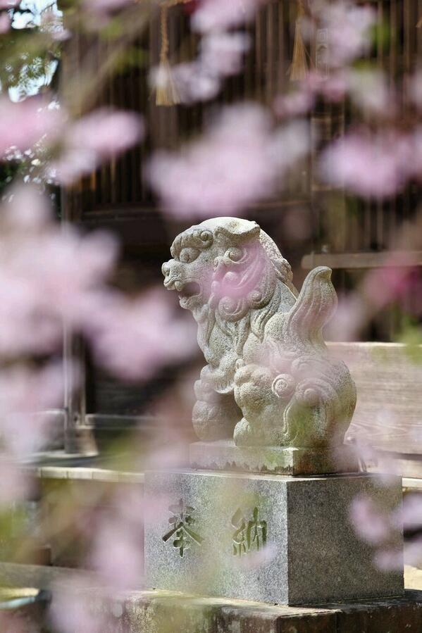 jo1ntw's tweet photo. 桜が満開。 http://t.co/1Z3AHgWxQj
