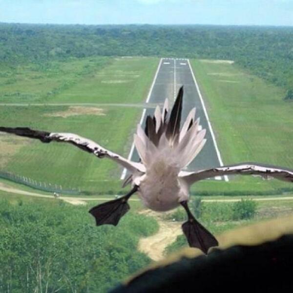 AngelesDeAire's tweet photo. Autorizado para aterrizas en la pista 1-3 derecha!!! http://t.co/Sa0SoEmGIx