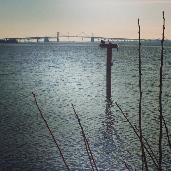 StateMaryland's tweet photo. The Osprey are building their nest. #MDSpring http://t.co/IbPQW6okCR