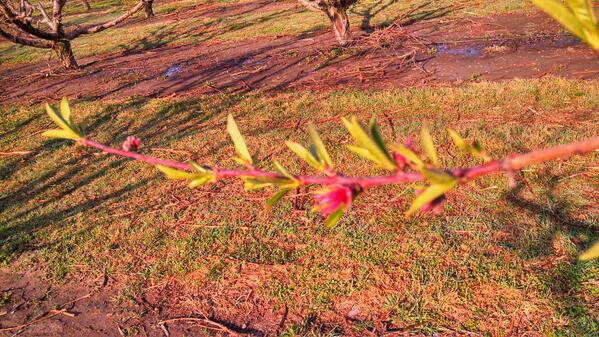 The orchards are starting to get green!