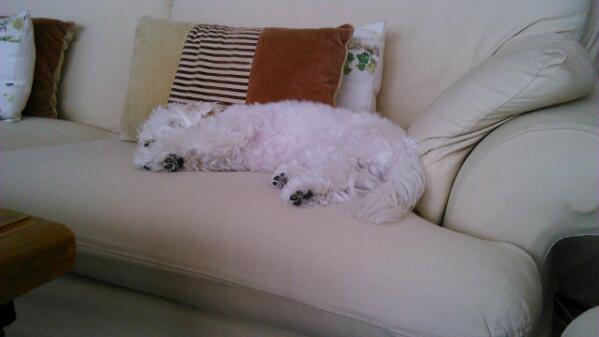 LourdesCohen's tweet photo. @patricastropere Golfito está en su quinto sueño... No vive bien ni na http://t.co/f0TG149OWw