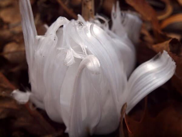 allpeim's tweet photo. Maravillosas flores de hielo creadas por la savia de las plantas: Este raro fenómeno se... http://t.co/Di2mYlNg0h http://t.co/1z8vZYfAp2