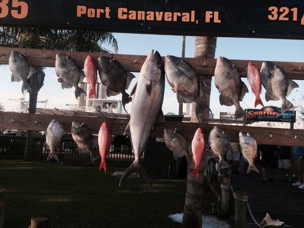 CBSportfishing's tweet photo. #triggerfish #amberjack #reefdonkey #cocoabeachsportfishing #cocoabeach #portcanaveral #centerfold http://t.co/R3GAAMeJku