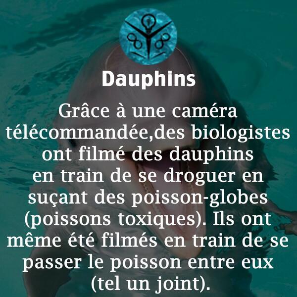 SaviezVousWeed's tweet image. 