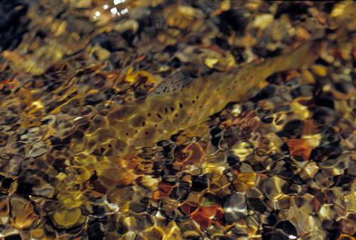 Goin' fishin' in #jacksonhole - Wanna come?  Book your spring fishing trip and guide. <a href="/clearcreekgroup/">Clear Creek Group</a>