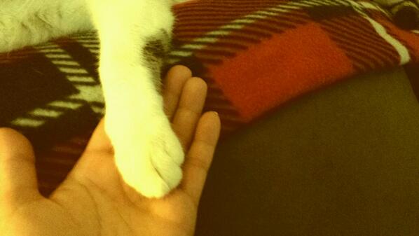 HollyPatora's tweet photo. My baby did this on his own, he likes to caress my hand it is too cute for words! http://t.co/FhZ36kSx1Z