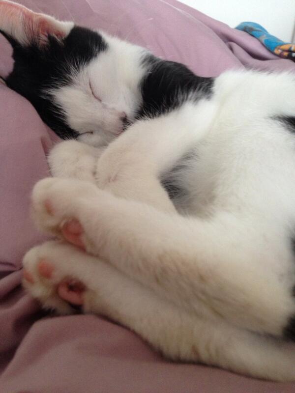 Tilly is one very sleepy kitty cat #TWPetsMakeAHome