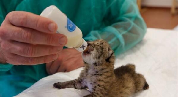 antena3com's tweet photo. Cuatro cachorros de lince, nuevos habitantes del Parque de Doñana http://t.co/9r5Rt0KNVK http://t.co/dxg1i2XWyE