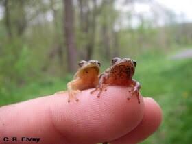 filumenabirth's tweet image. These little guys make me happy. #springpeepers #musicofthenight #spring