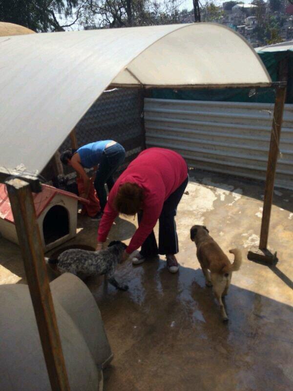 tec4_pets's tweet photo. ¡Hoy fue día de baño en Respeto A Los Animales! Hay muchísimos perritos esperando hogar. http://t.co/iaK7hUF62w