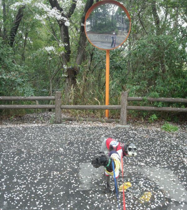wing_pegasasu's tweet photo. @moriobitch おはよーございます。
今日も１日よろしく(^_-) http://t.co/MoF1QuGPEJ