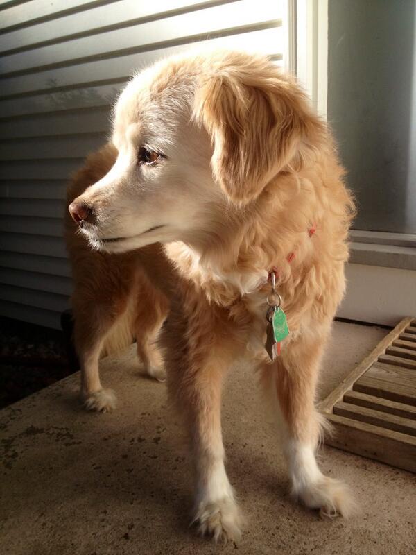JMartinRI's tweet photo. Our sweet, sweet Coco. You will live. in our hearts forever. Missing you so tonight. http://t.co/diCyvOY09m