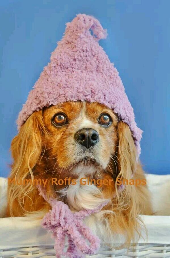 LauraMayRoff's tweet photo. Latest session inspired by the work of @rachaelmckenna loved watching your last live class! #dog #photography http://t.co/bztbbRL2eV