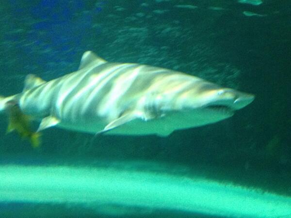 Plummsauce's tweet photo. Hey @TheBratster day at Ripleys aquarium #sharkweek http://t.co/0R9Rh2DSUy