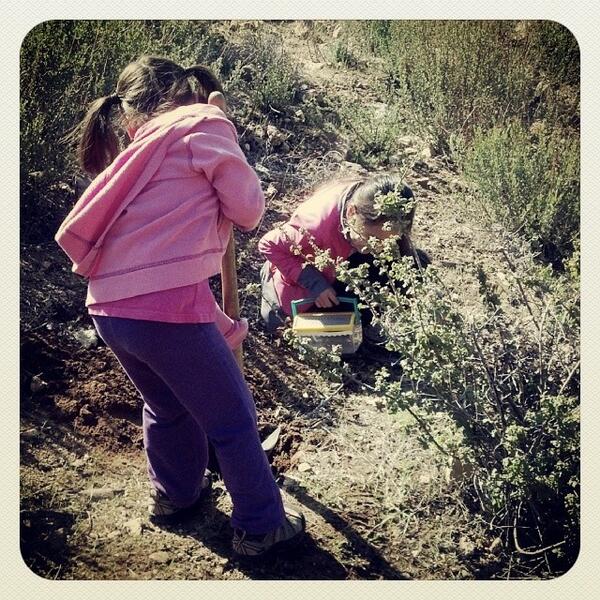 TreePlantingbot's tweet image. by exionh ift.tt/1hOjbX3 Catching bugs and planting trees! #trailspreservationvolunteergroup #tpvg #fo...