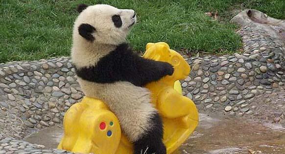 OMGFacts's tweet photo. 15 Bear Cubs Who Think They Are People. This Is So Weird And Adorable --> http://t.co/5pz8g3Fwfm http://t.co/aoHk0HL9G9
