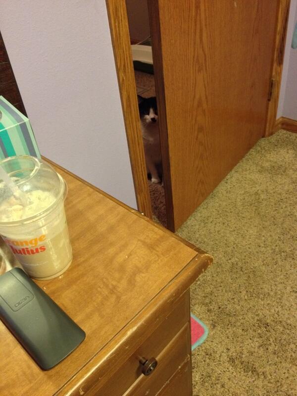shelbeetullis9's tweet photo. My cat is such a creep omg http://t.co/zUOizSI4Qg
