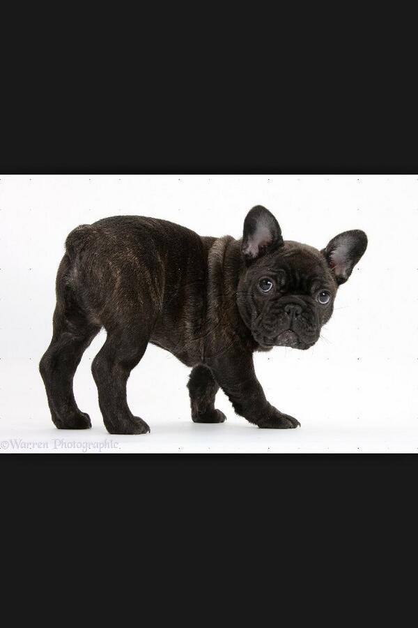 k8viv's tweet photo. Falling in love with #frenchbulldogs I see one of these cuties in my future. http://t.co/SwAEAWcrDX
