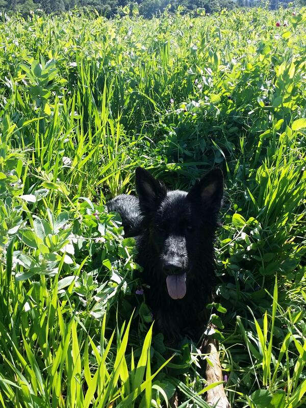 duckhornwine's tweet photo. A happy dog hanging in the cover crop at Monitor Ledge Vineyard on an awesome Spring Day! http://t.co/ZjTfQNEO0c