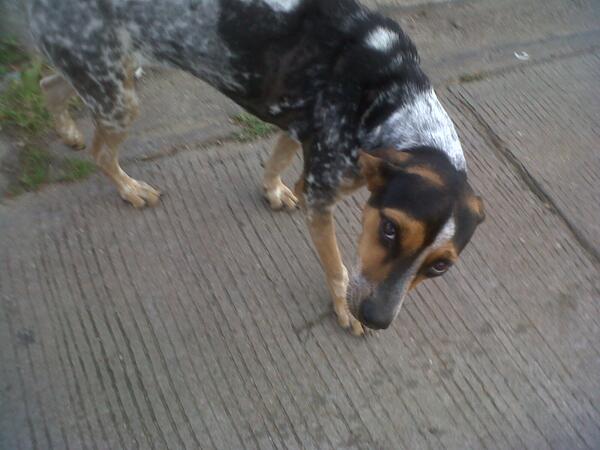 louisanna_ball's tweet photo. @perritocallejer me llamo Paty y tengo 1 añito! Fui atropellada cuando era cachorrita. Soy muy dulce! Maturin http://t.co/XMF7ZEndQJ