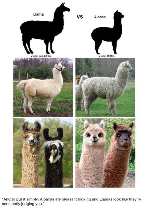 LizcoinIntern's tweet photo. Is that a llama or an alpaca? http://t.co/n0KtVNTzGN