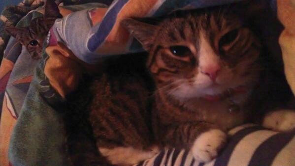 KittyFlix's tweet photo. From a fan! http://t.co/7OVPIUCyJU http://t.co/vcnBAs3xMT