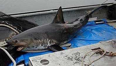 もうかさめの人気 簡単レシピ集 簡単 ムニエルや照り焼き フライ他 お食事ウェブマガジン グルメノート