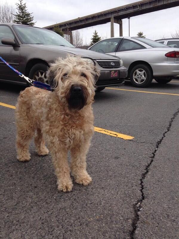 Wheaten Rescue On Twitter Bentley Began His Wurl Today Wheaten Rescue On Twitter Bentley Began His Wurl Today