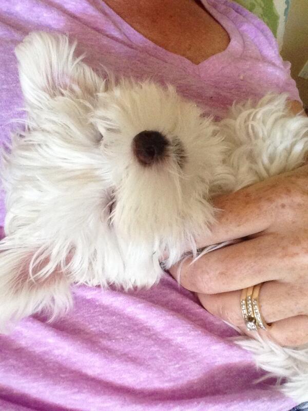 dscribnermd's tweet image. Little did I know that my new dog was a webkin!