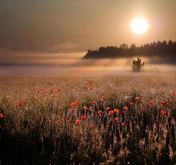 Gabriele_Corno's tweet image. Poppies by Aleksandras Guzauskas #spring #sunrise