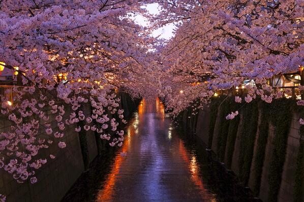 Gabriele_Corno's tweet image. Spring Time by Shuso Itaoka #sakura