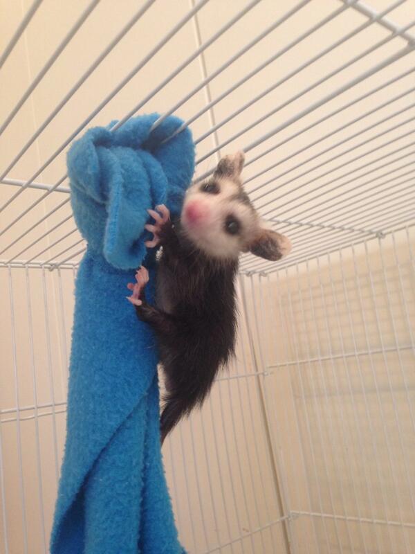 wildresq's tweet photo. Good night animal friends! #opossumbabies #animalbabies http://t.co/8TxTwSr5d6