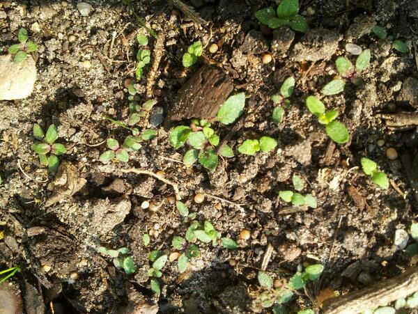 De verbena bonariensis zaailingen zijn er al heel vroeg dit jaar! (volle grond)