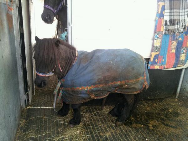 GaskellMotor's tweet photo. Groovy Hooves ponies have arrived #greatharwoodfarmersmarket @groovyhooves http://t.co/OvFwJ9NsD4