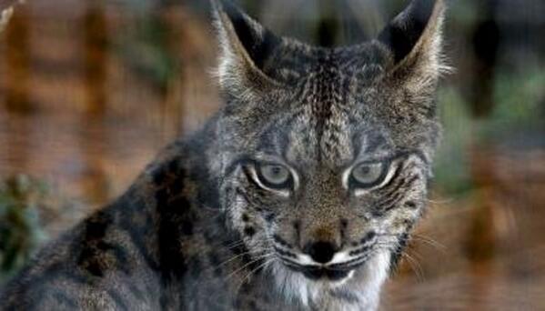 4 crías de Lince han nacido este sábado en Doñana >> efeverde.com/blog/noticias/…
