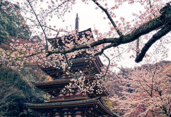 Gabriele_Corno's tweet photo. Nara, Kansai region, Japan by y2- hiro #sakura http://t.co/fPLdt2AtM8